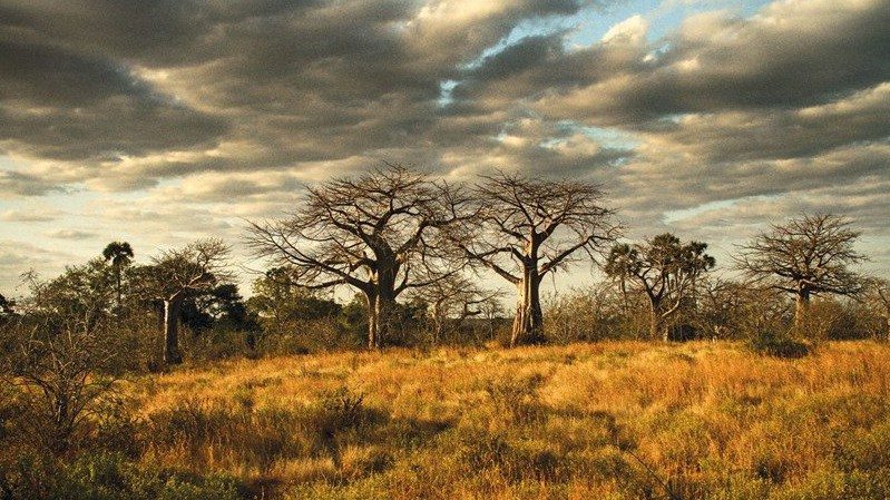 Baobab Trees Ruaha National Park Tanzania Conde Nast Traveller 7jan15 Bill Phelps 810x540 E1499249822590